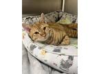 Reggie Domestic Shorthair Young Male