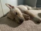 Adopt Pop - Dog of The Week! a Yellow Labrador Retriever