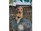 Adopt Janetthe a Labrador Retriever, Mixed Breed