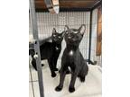 Adopt Smokey & Bandit a Domestic Short Hair