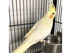 Adopt Rory a Cockatiel