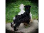 Schnauzer (Miniature) Puppy for sale in Tremonton, UT, USA