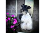 Schnauzer (Miniature) Puppy for sale in Tremonton, UT, USA