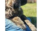 Tibetan Mastiff Puppy for sale in Lancaster, SC, USA