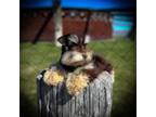 Schnauzer (Miniature) Puppy for sale in Tremonton, UT, USA