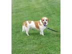 Adopt Rufus a White - with Tan, Yellow or Fawn Corgi dog in Elkhart
