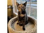 Annabelle Domestic Shorthair Kitten Female