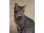Skip Domestic Shorthair Young Male