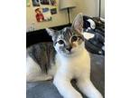 Nugget Domestic Shorthair Kitten Female