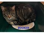 Booker Domestic Shorthair Adult Male