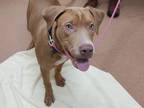 Bruce American Pit Bull Terrier Young Male