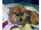 Firefly $500 Pomeranian Adult Female