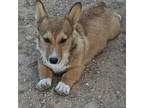 Pembroke Welsh Corgi Puppy for sale in Tucson, AZ, USA