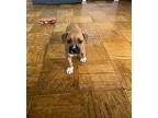 Tiger Mixed Breed (Medium) Puppy Female