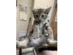 67841a Sully Domestic Shorthair Kitten Male