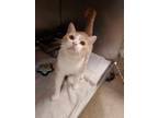 Rickton Domestic Shorthair Young Male