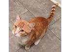 Jerry Domestic Shorthair Adult Male