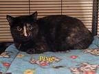 Pixie Domestic Shorthair Young Female