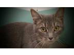 Sasha Domestic Shorthair Kitten Female