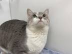 Tink Domestic Shorthair Adult Female