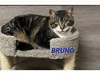 Bruno Domestic Shorthair Adult Male