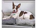 Jilz (TN) Rat Terrier Adult Female