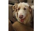 Cooper Australian Shepherd Young Male