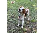 Scout Treeing Walker Coonhound Adult Female