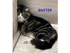 Baxter Domestic Longhair Adult Male