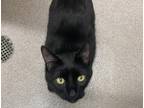 Midnight Domestic Shorthair Adult Male