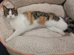 Aster Domestic Shorthair Young Female