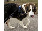 Wicker $450 Collie Young Male