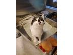 Betsy Domestic Shorthair Young Female