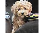 Poodle (Toy) Puppy for sale in Niangua, MO, USA