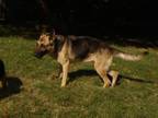 Adopt Toshi-in memory a German Shepherd Dog