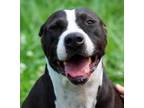 Adopt Abby a Pit Bull Terrier
