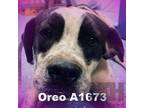 Adopt Oreo a Labrador Retriever, Cattle Dog