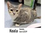 Adopt Koala a Domestic Short Hair