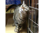 Adopt Bliss a Tabby, Domestic Short Hair