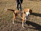 Adopt Naomi a Treeing Walker Coonhound