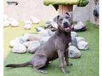 Adopt Bluebelle a Weimaraner, Labrador Retriever