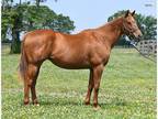 In Foal to Pinehurst