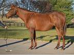 In Foal to Jimmy Creed