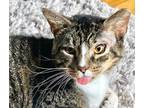 Adopt Tywin a Domestic Short Hair