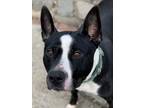 Adopt GALILEO a American Staffordshire Terrier, Great Dane