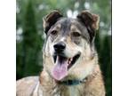 Adopt Roger a Shepherd, Mixed Breed