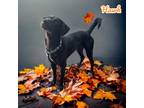 Adopt Hawk a Black Retriever (Unknown Type) / Mixed dog in Cumberland