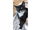 Adopt Kenya a Domestic Shorthair / Mixed (short coat) cat in Coshocton