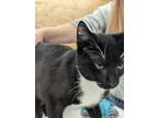 Adopt ken a Domestic Shorthair / Mixed (short coat) cat in Coshocton