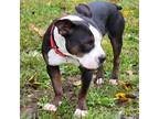 Adopt Roxy a Black Pit Bull Terrier / Mixed Breed (Medium) / Mixed dog in